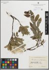 Foto von Salix glauca L. x Salix phylicifolia L.